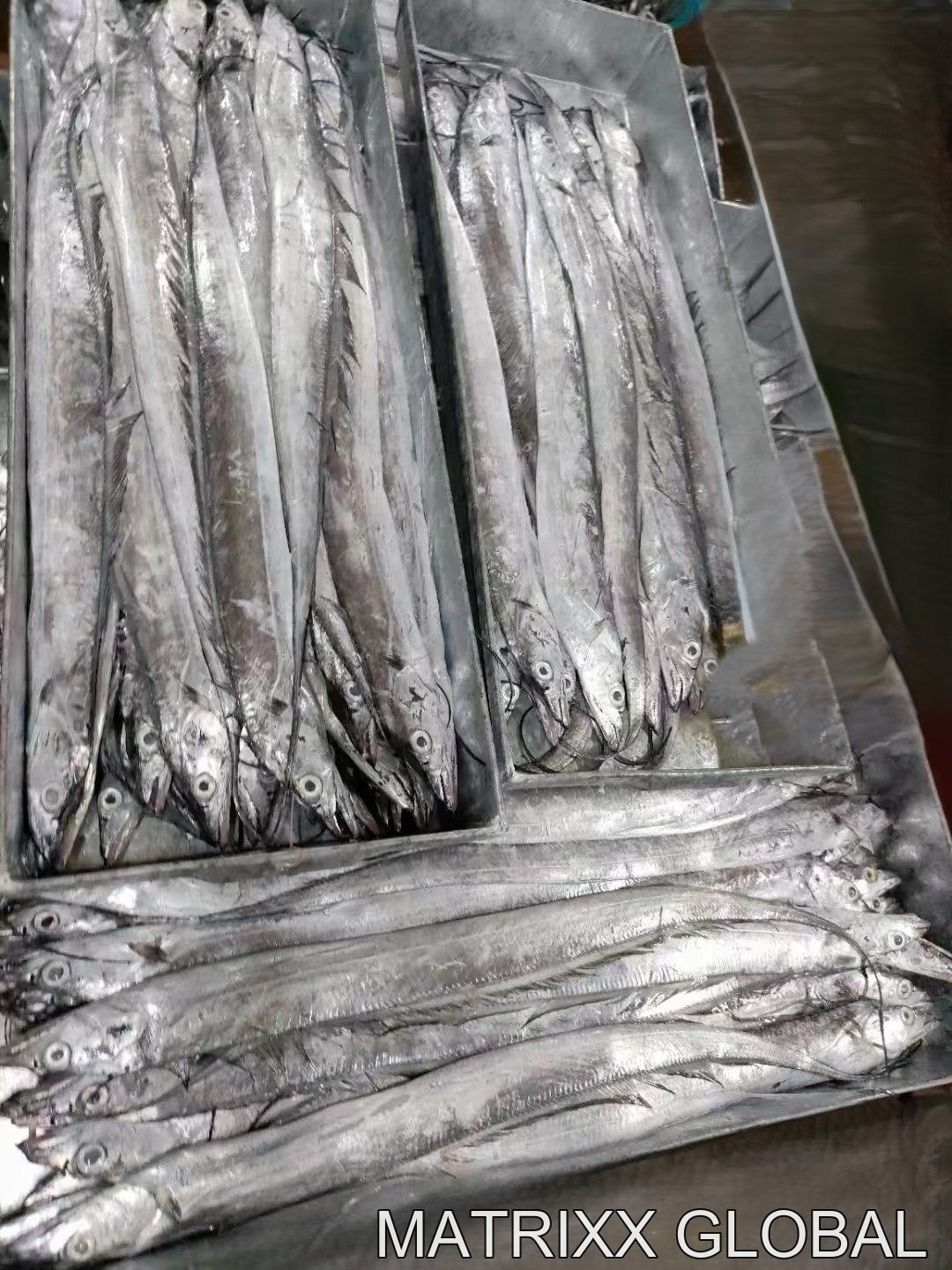 Ribbon fish